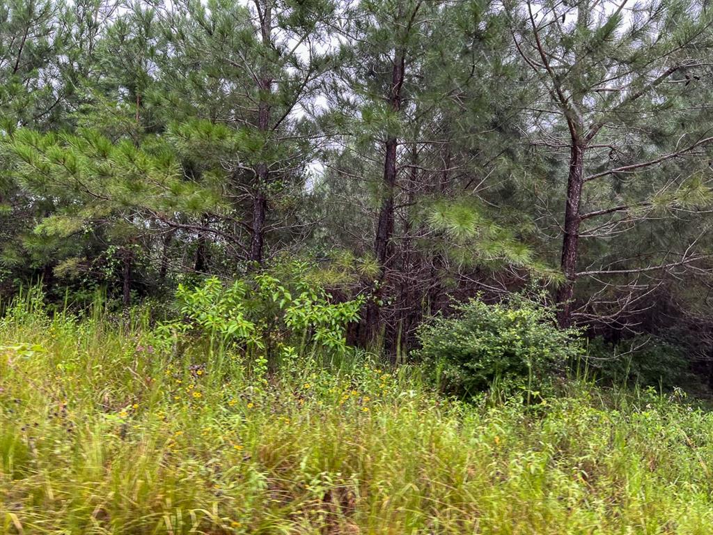 a view of a garden with plants and large trees