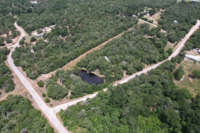 a view of a forest with a tree