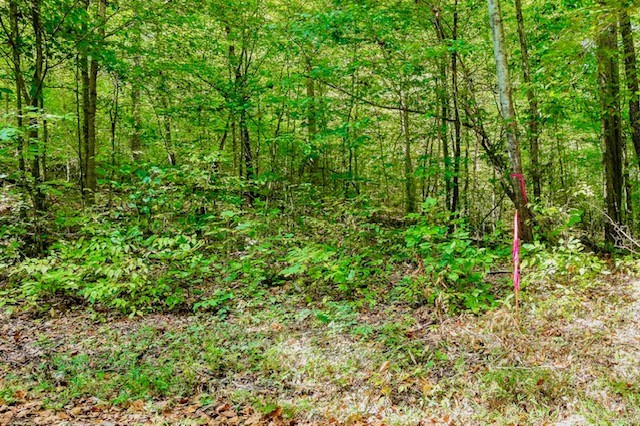 a view of a lush green forest