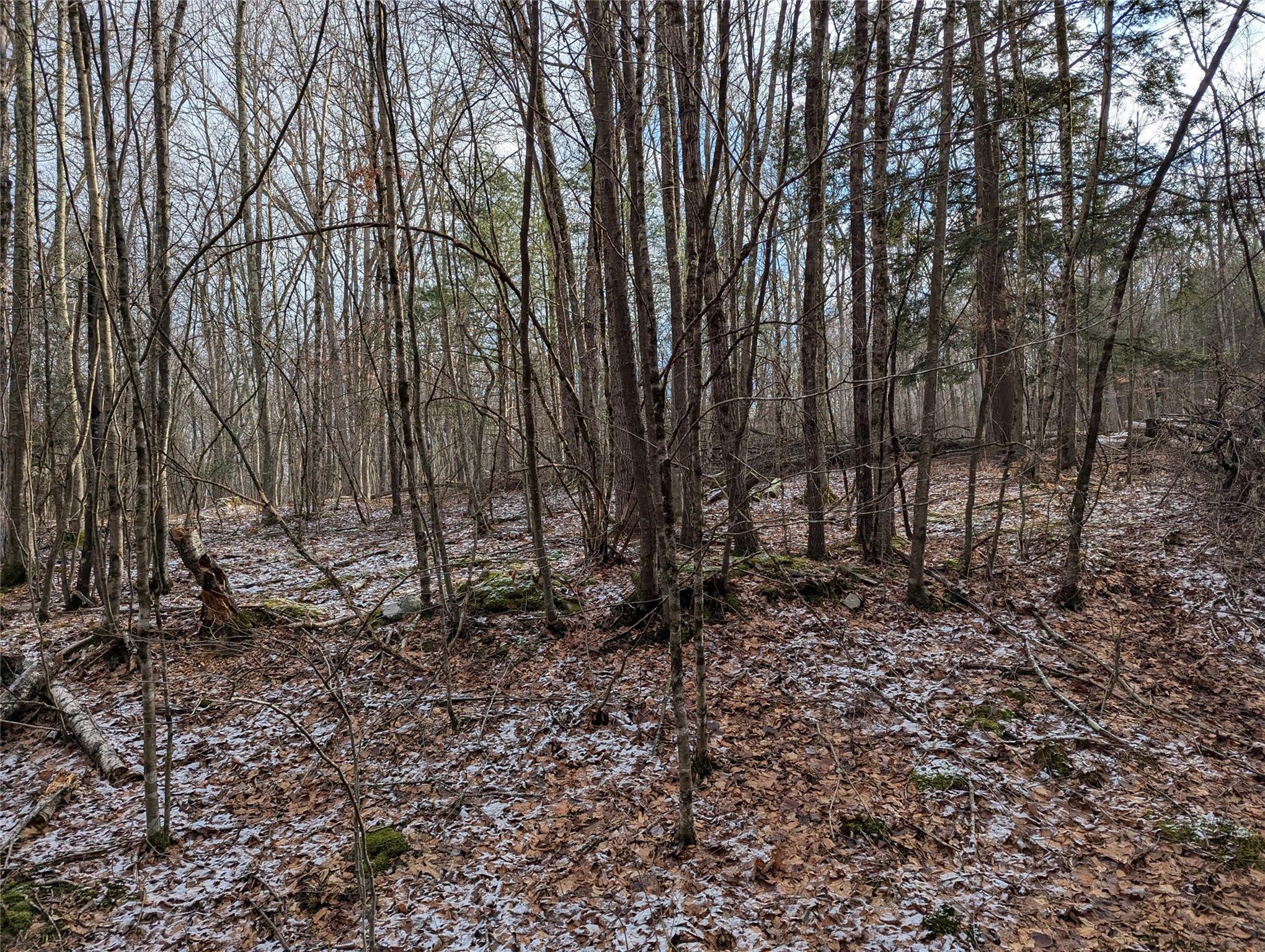 a view of a forest with trees