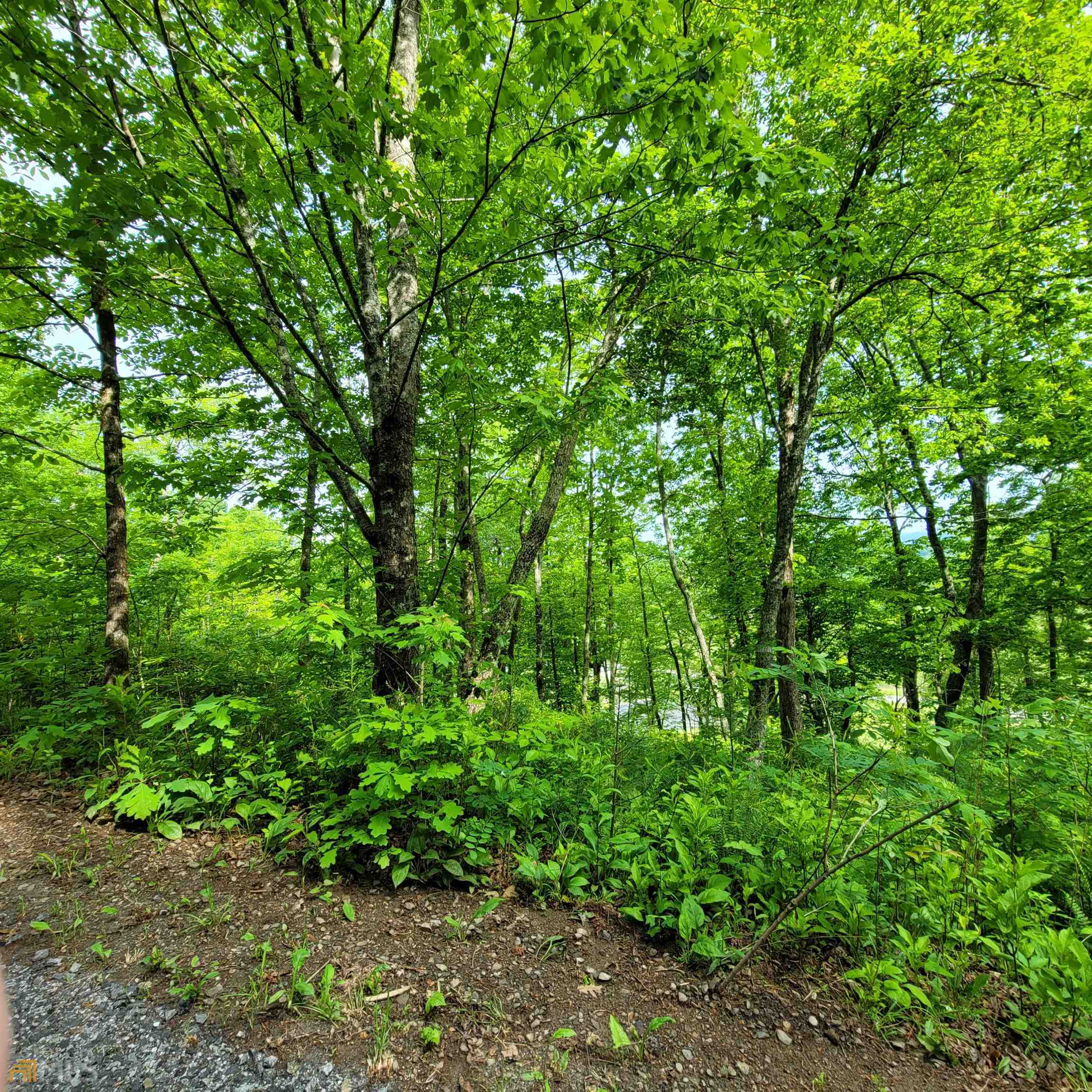 a view of a garden