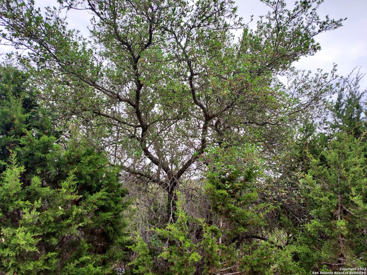 an outdoor space with lots of trees