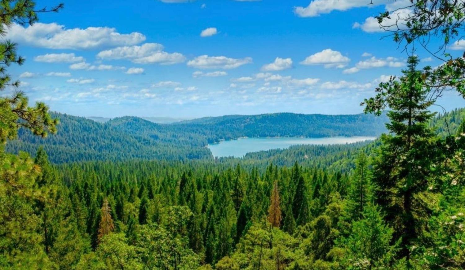 a view of a lush green space