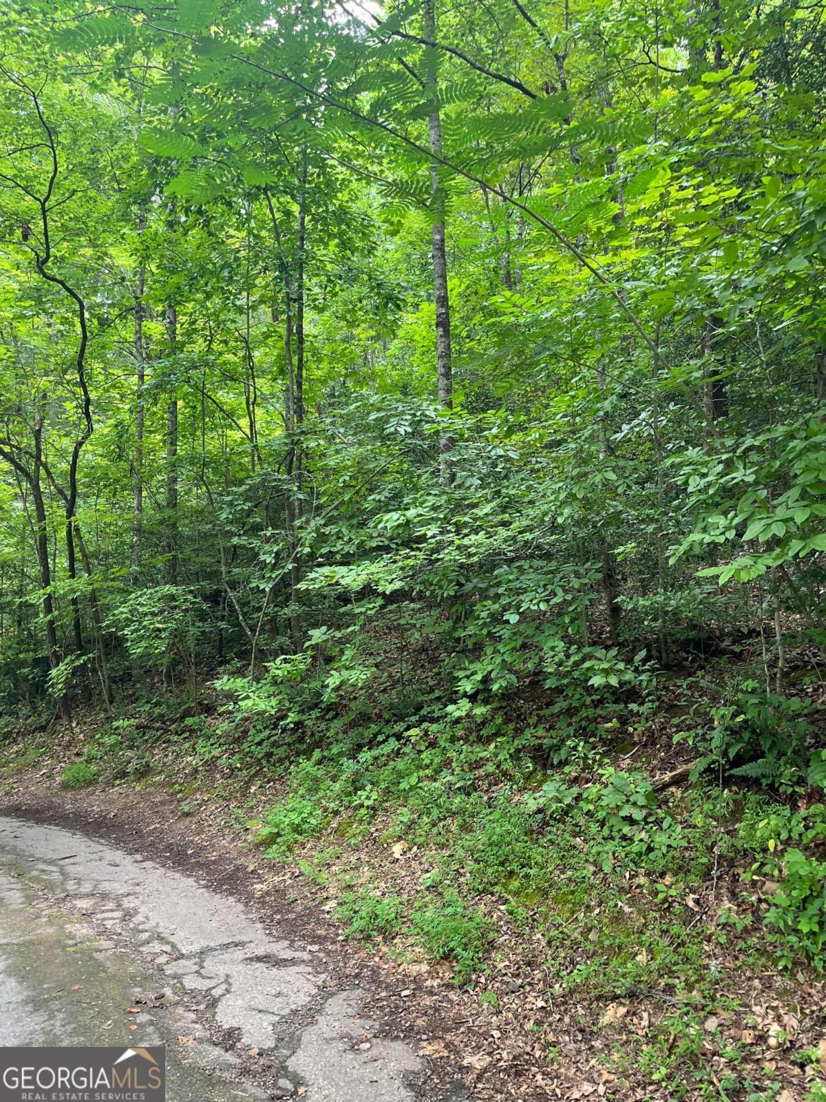 a view of a forest with lots of trees