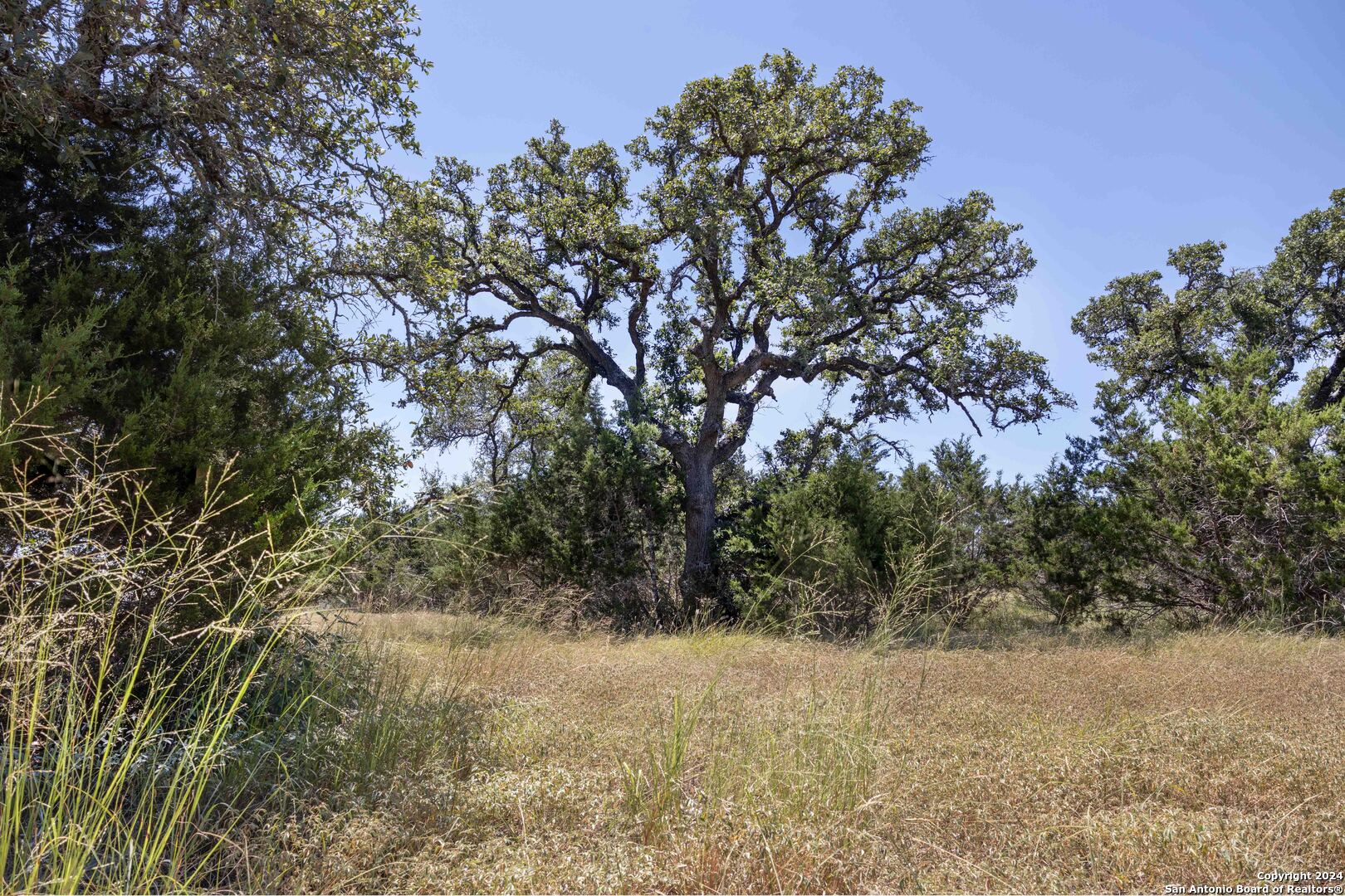 a view of a field with a tree