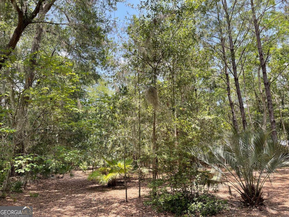 a view of a yard with plants and trees