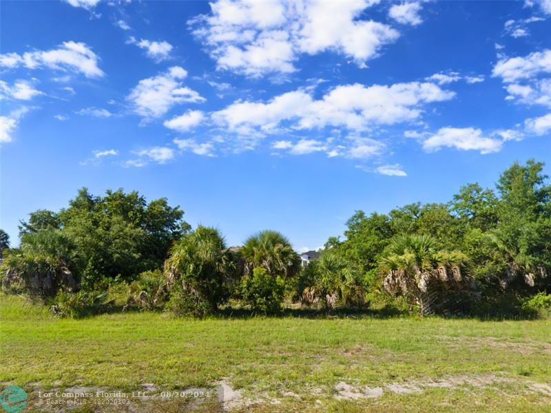 a view of a trees with a big yard