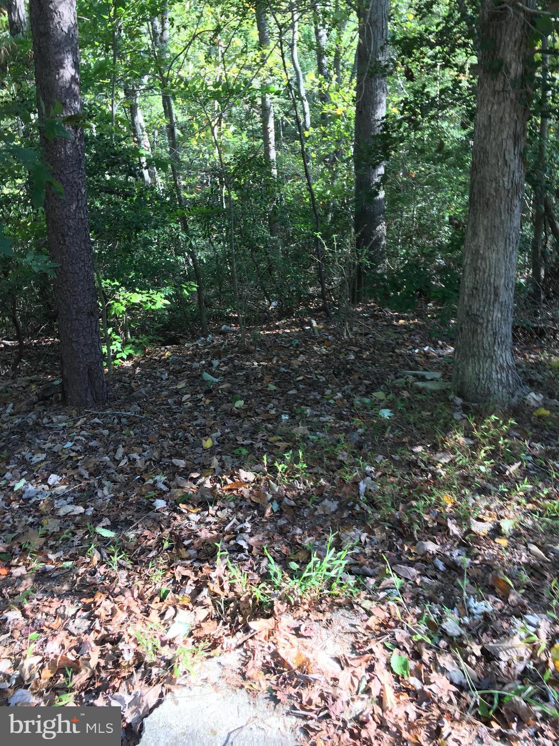 a view of a forest with trees in the background