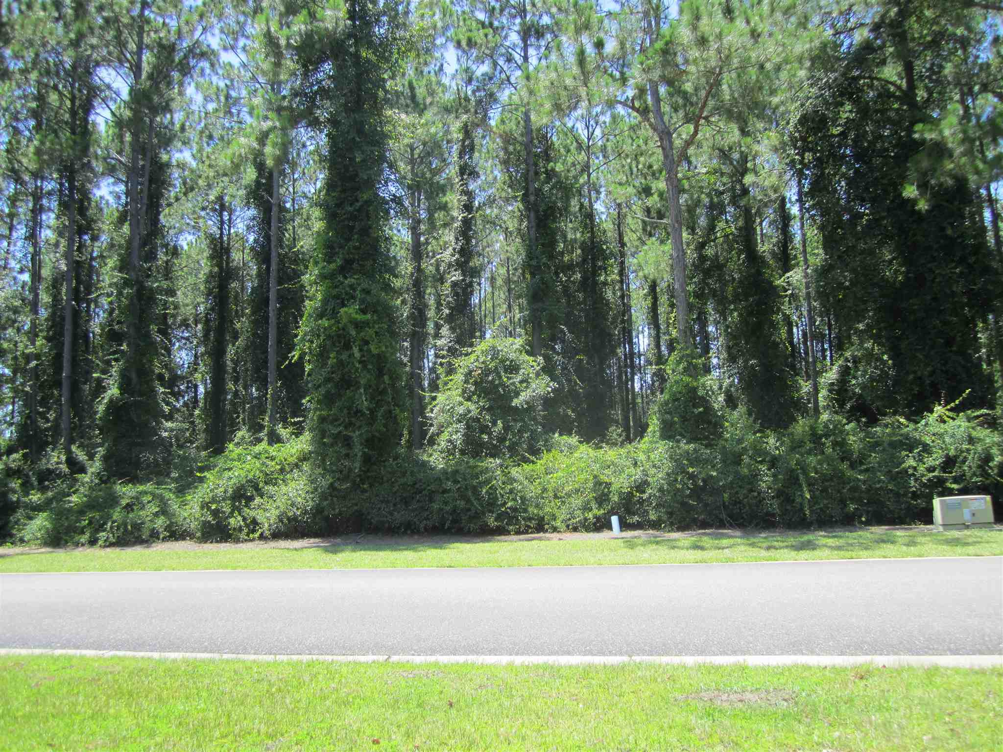 a view of a yard with a large trees