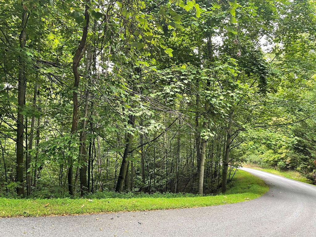 a view of a yard with large trees