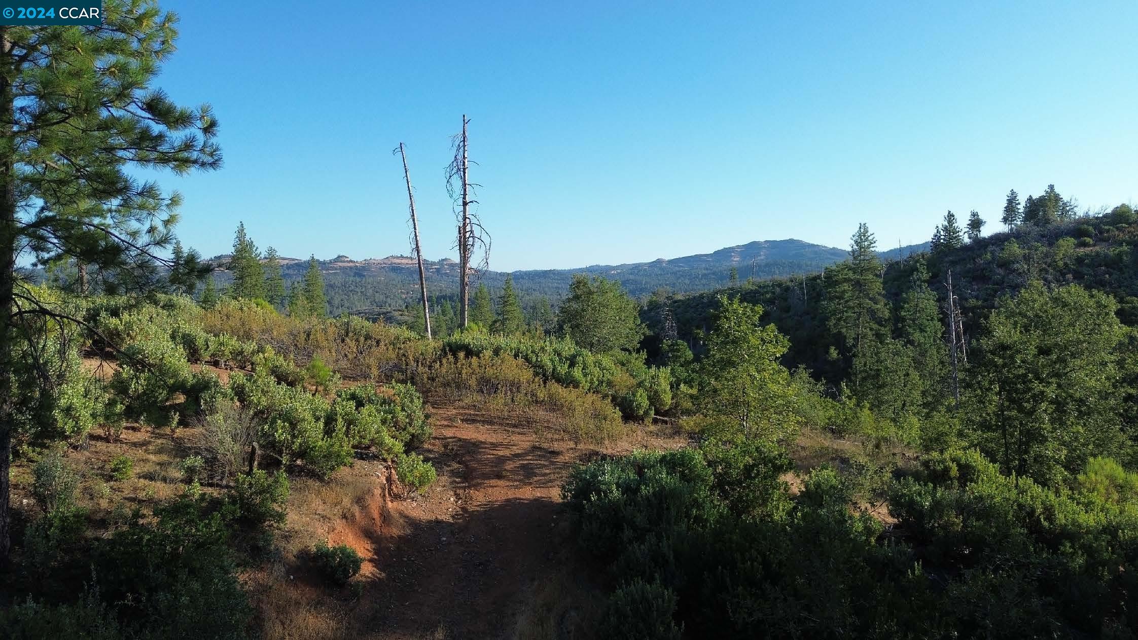 a view of a forest with a mountain in the background