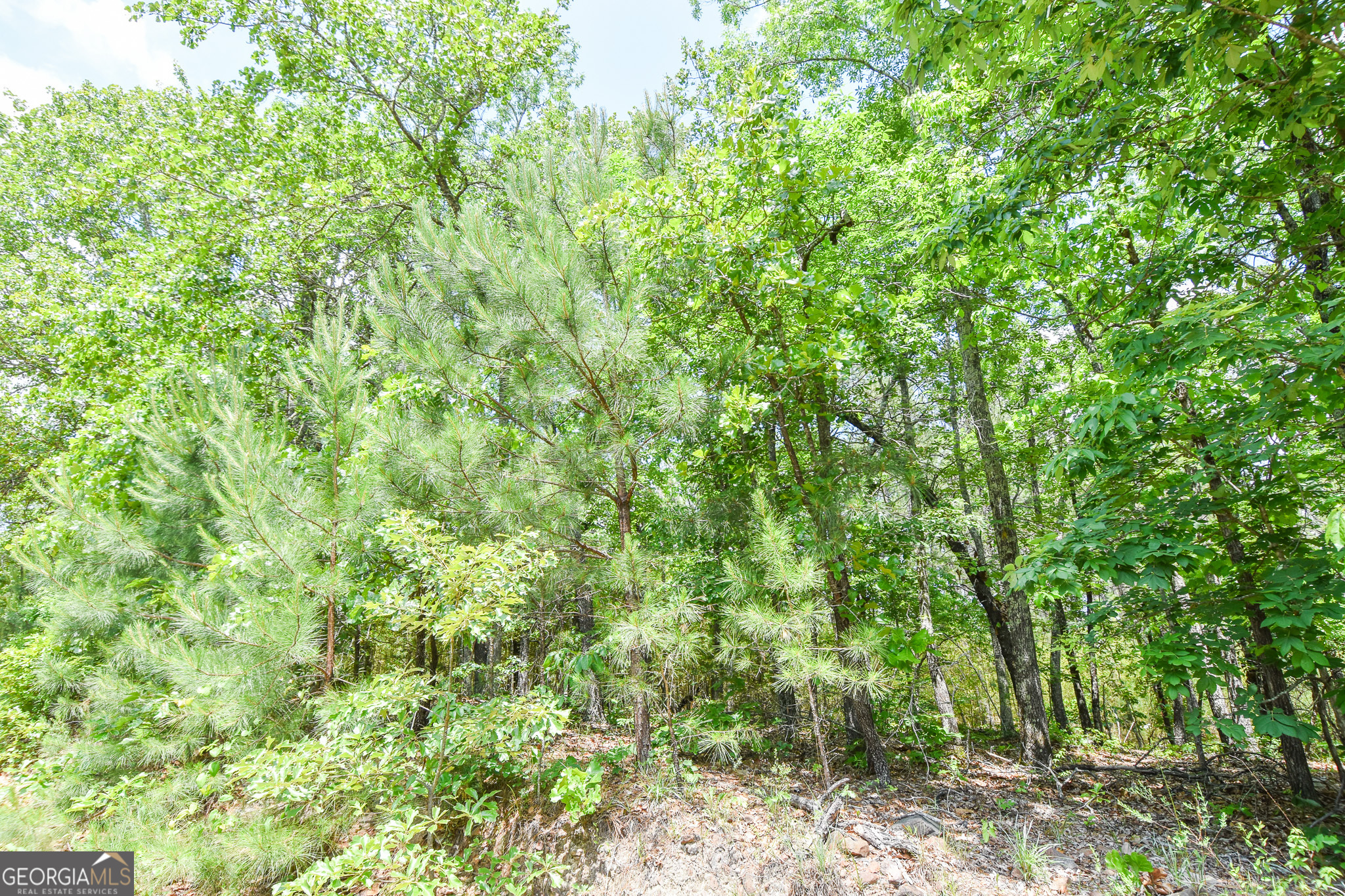 a view of a lush green forest with large trees