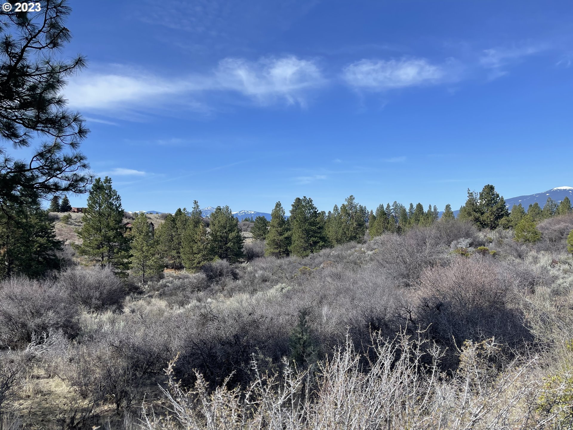 a view of a bunch of trees in a field