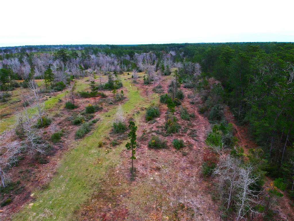 a view of a bunch of trees and bushes