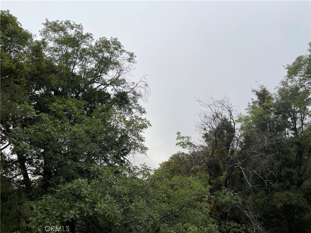 a view of a tree with a tree