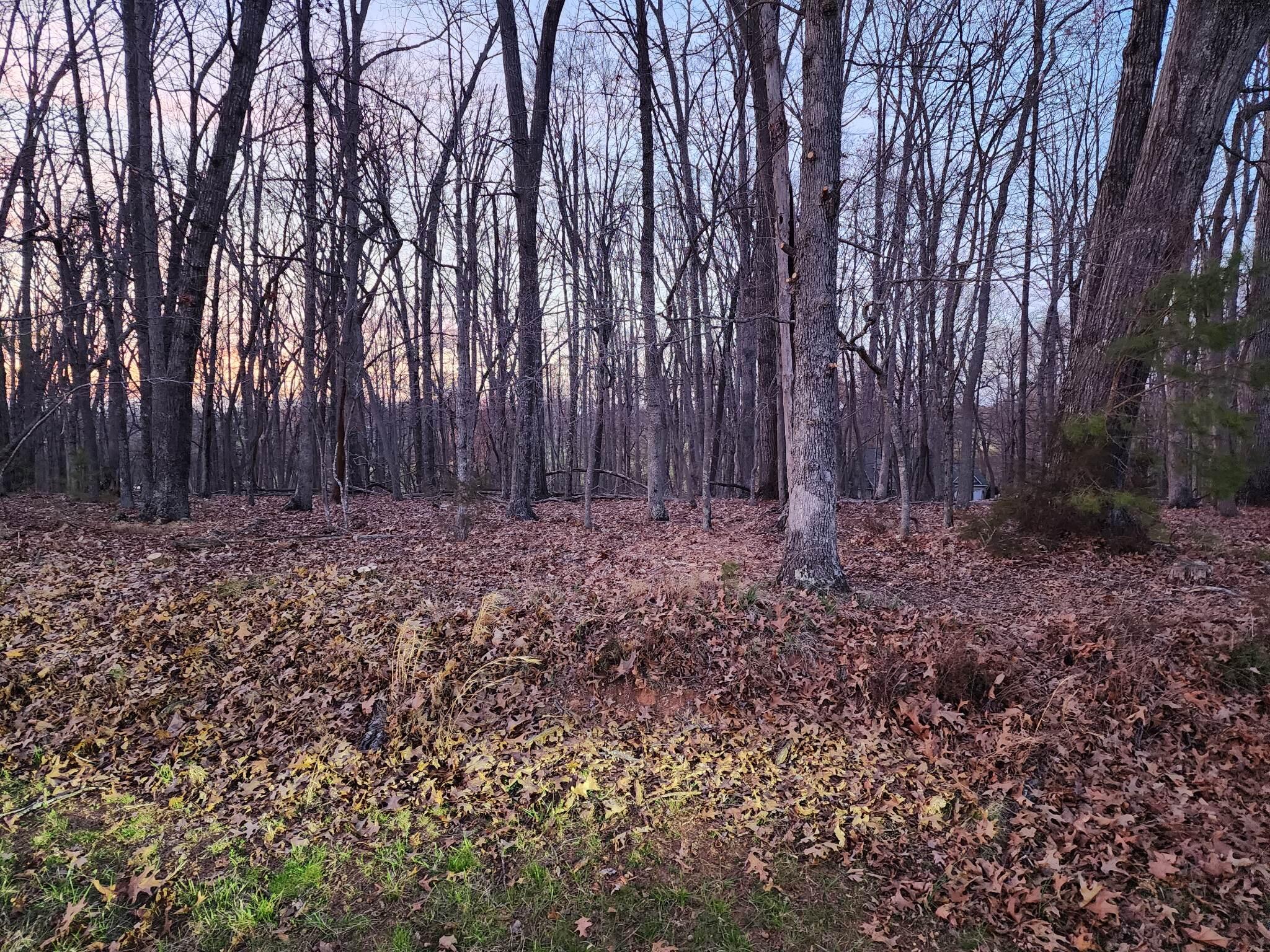 a view of backyard with green space