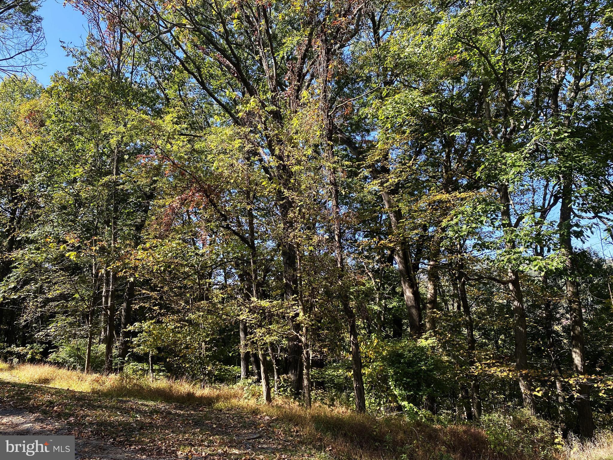 a view of a yard