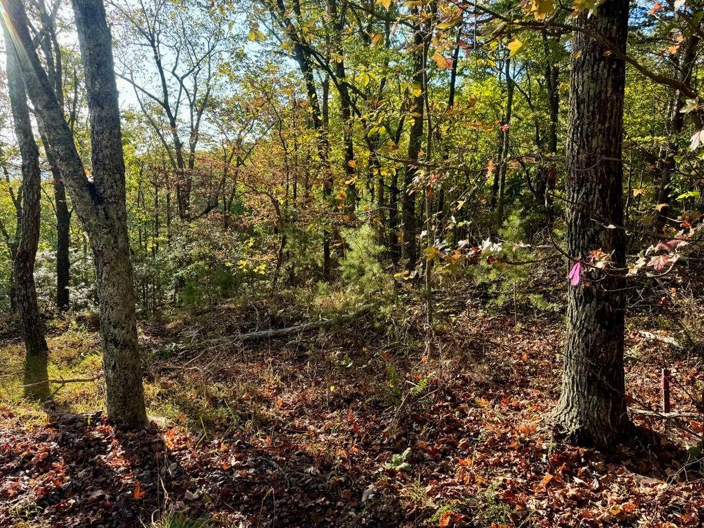 a view of a yard with a tree