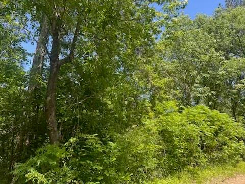 a view of a lush green forest