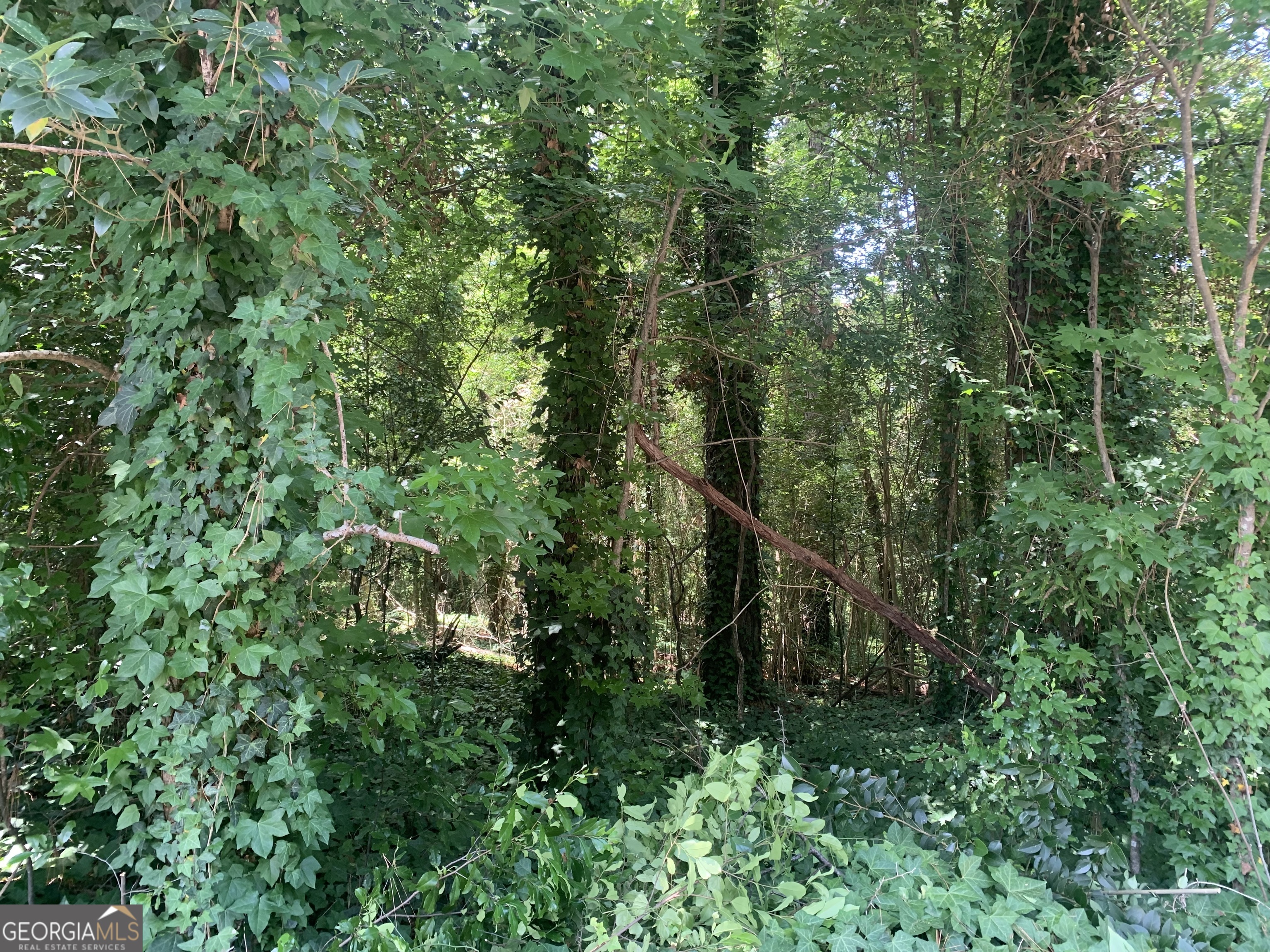 a view of a forest with a tree