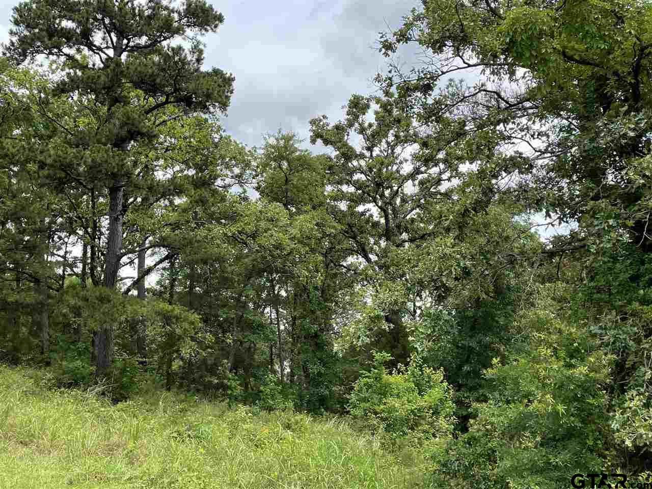 a view of a bunch of trees