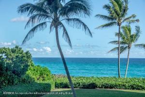 a view of a yard with a palm tree