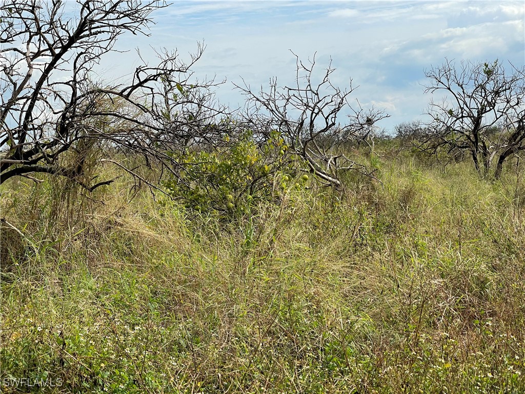 a view of a yard with a tree