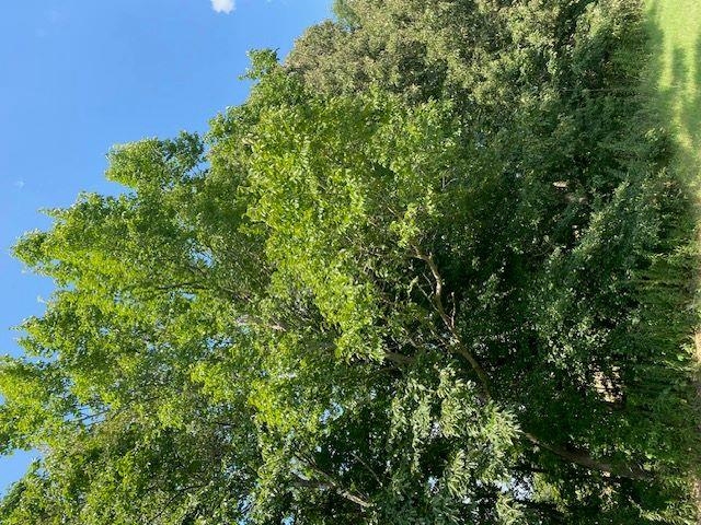 a view of a lush green forest