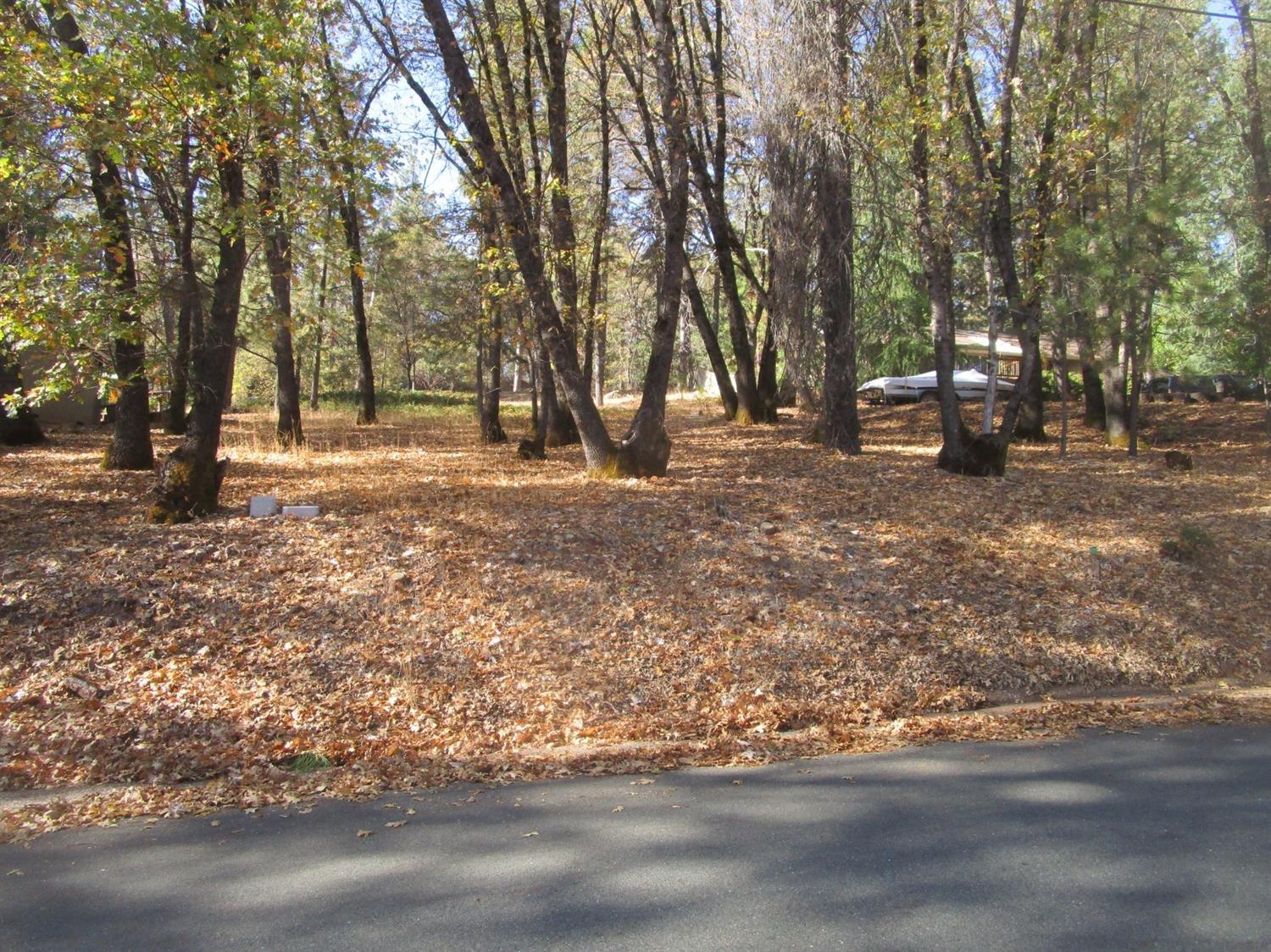 a view of a tree in the middle of a yard