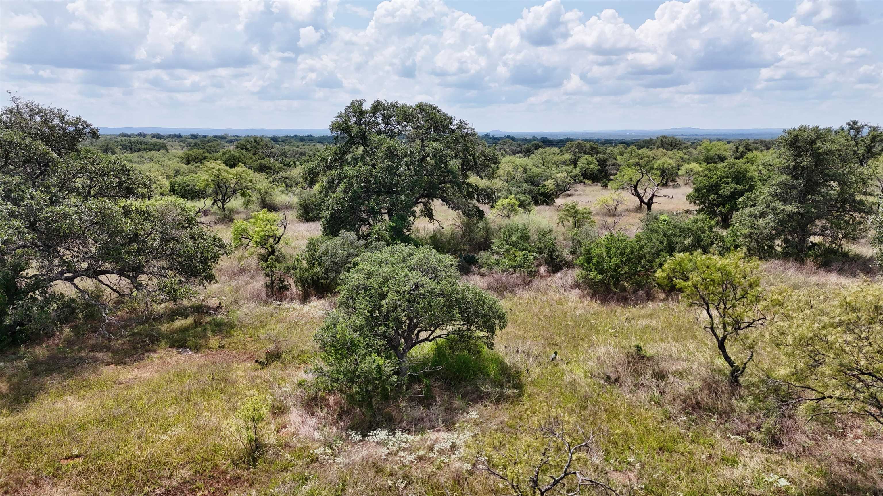 a view of a bunch of trees