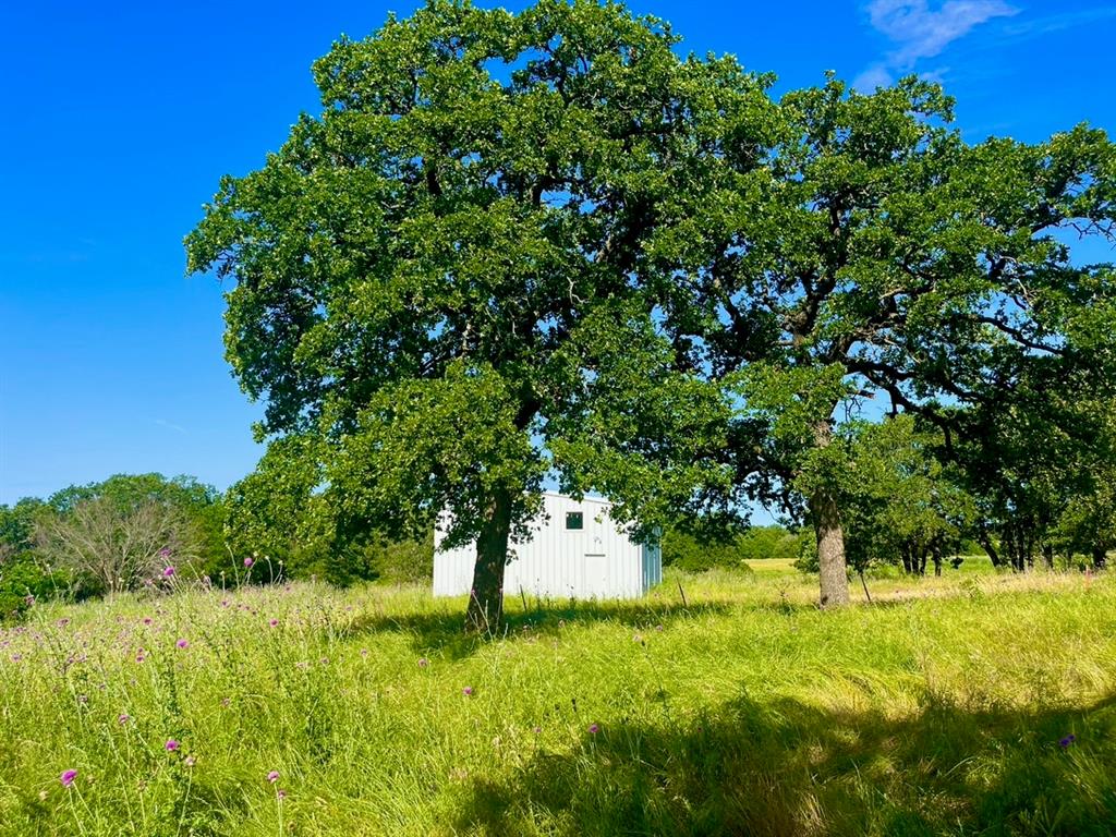 a view of an trees in a yard