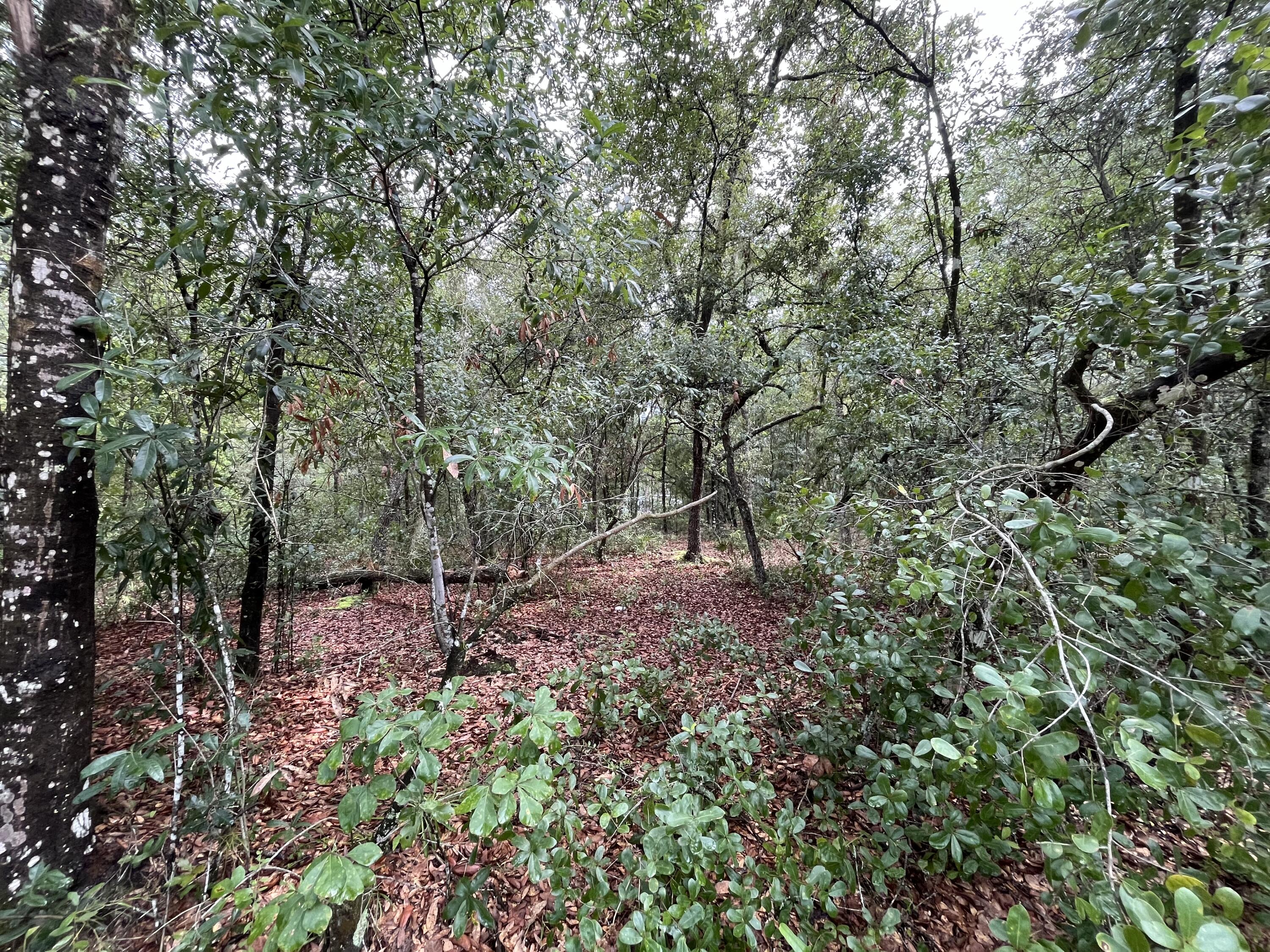 a view of a forest with trees in the background