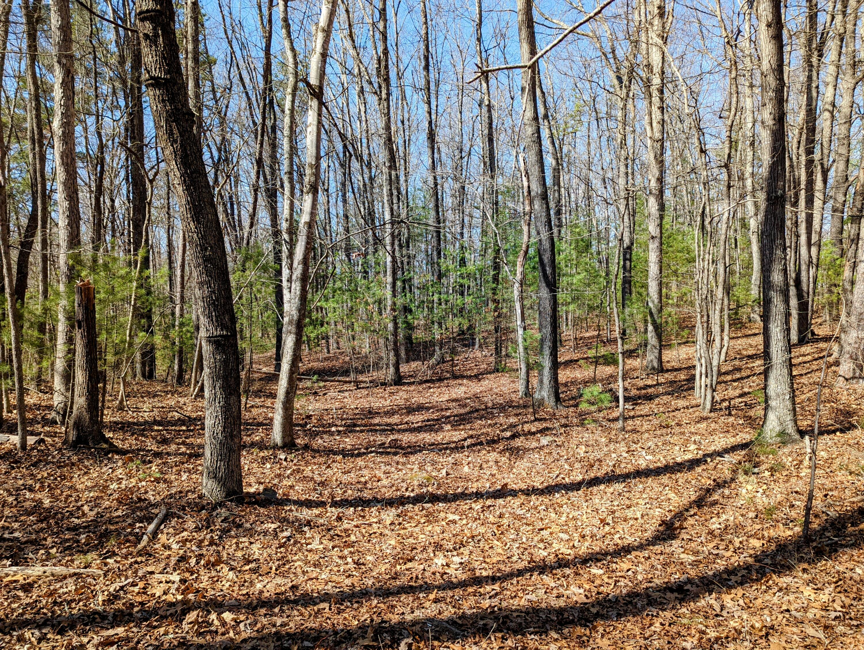 a view of a backyard with trees