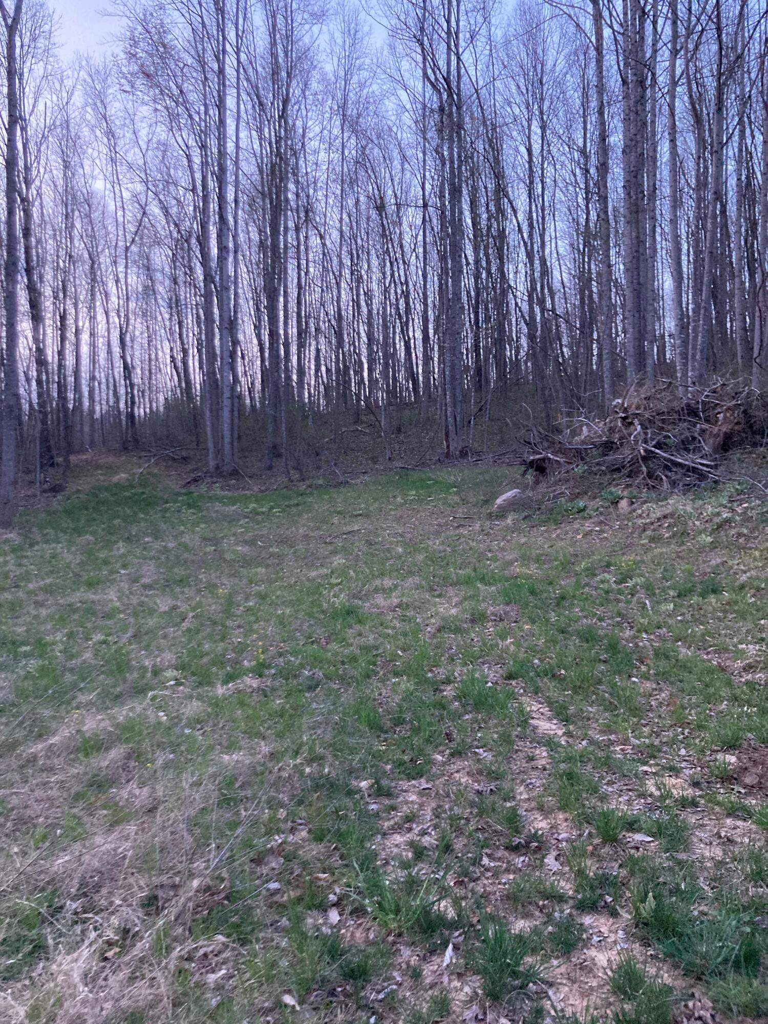 a view of backyard with large trees