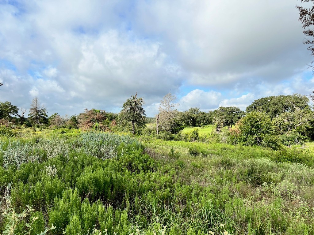 a view of a bunch of trees