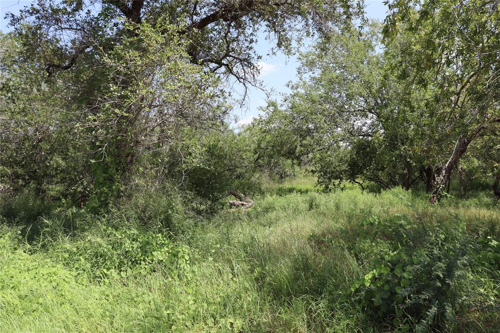 a view of a lush green forest