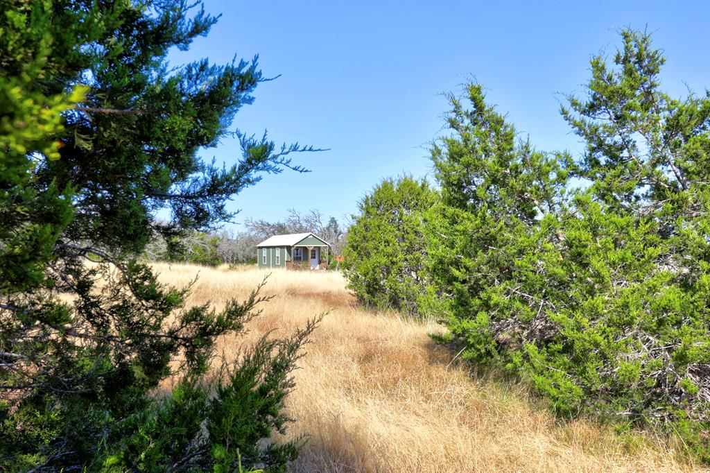 a view of a yard with plants and large trees