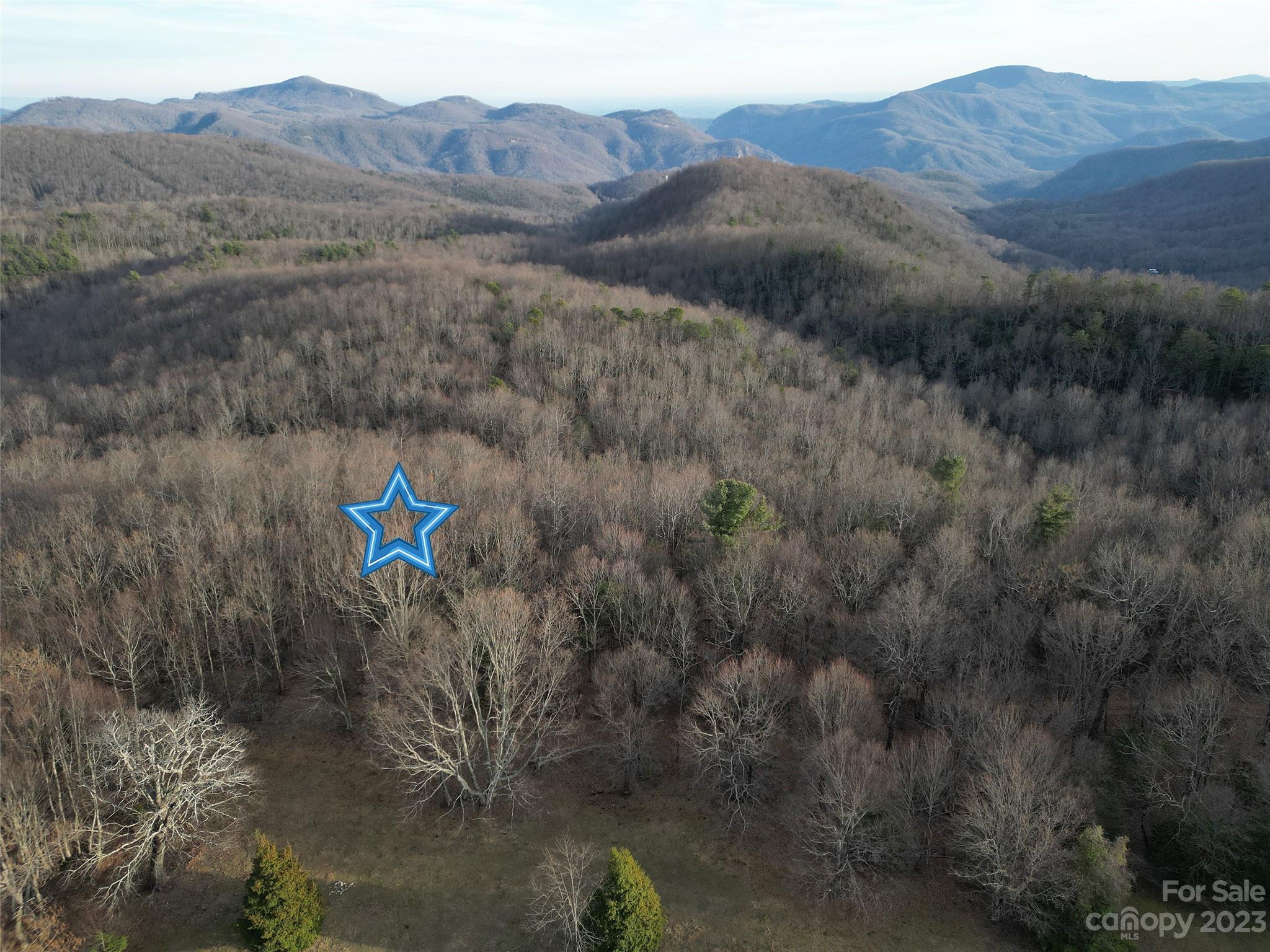 a view of a dry forest