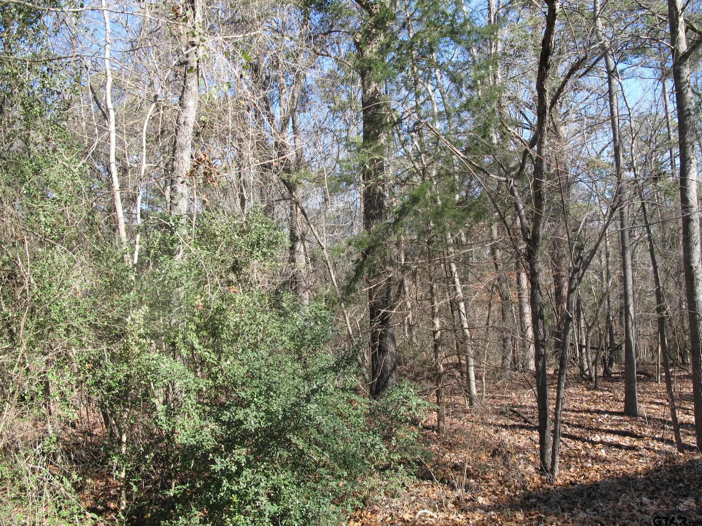 a view of a forest with lots of trees