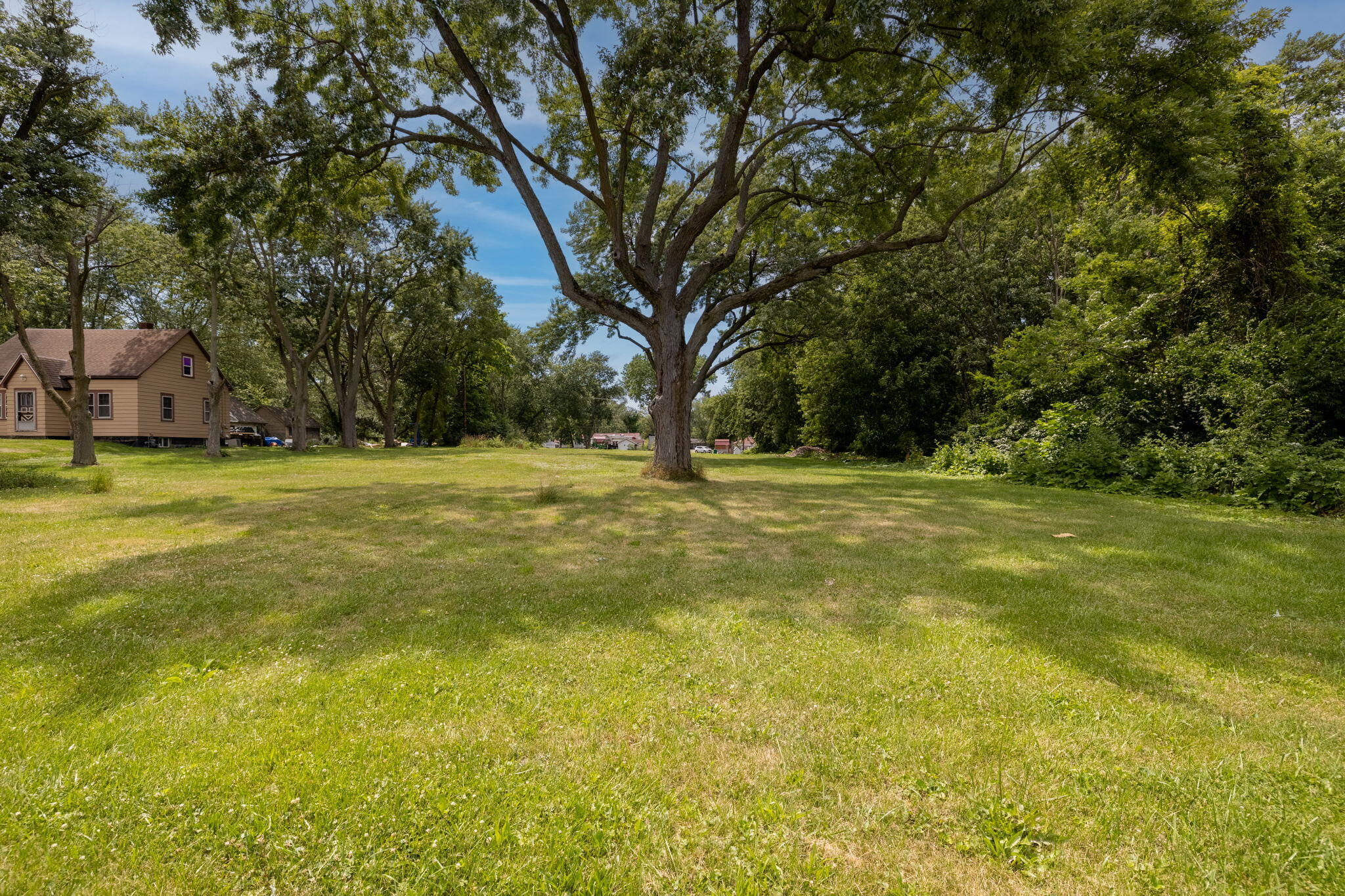 a view of a trees in a yard