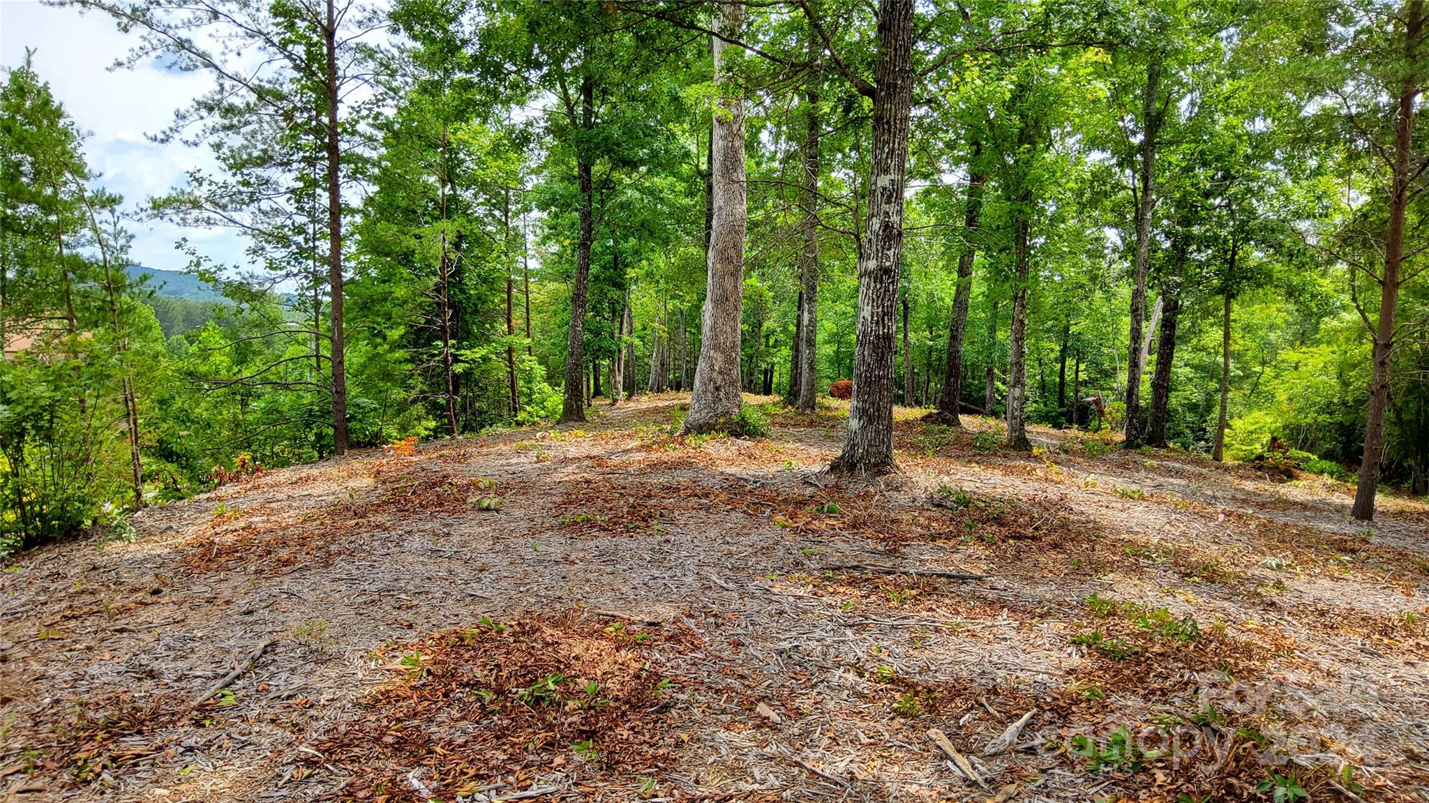 a view of outdoor space with trees all around