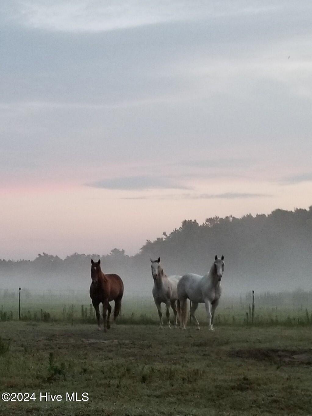 Horse Farm