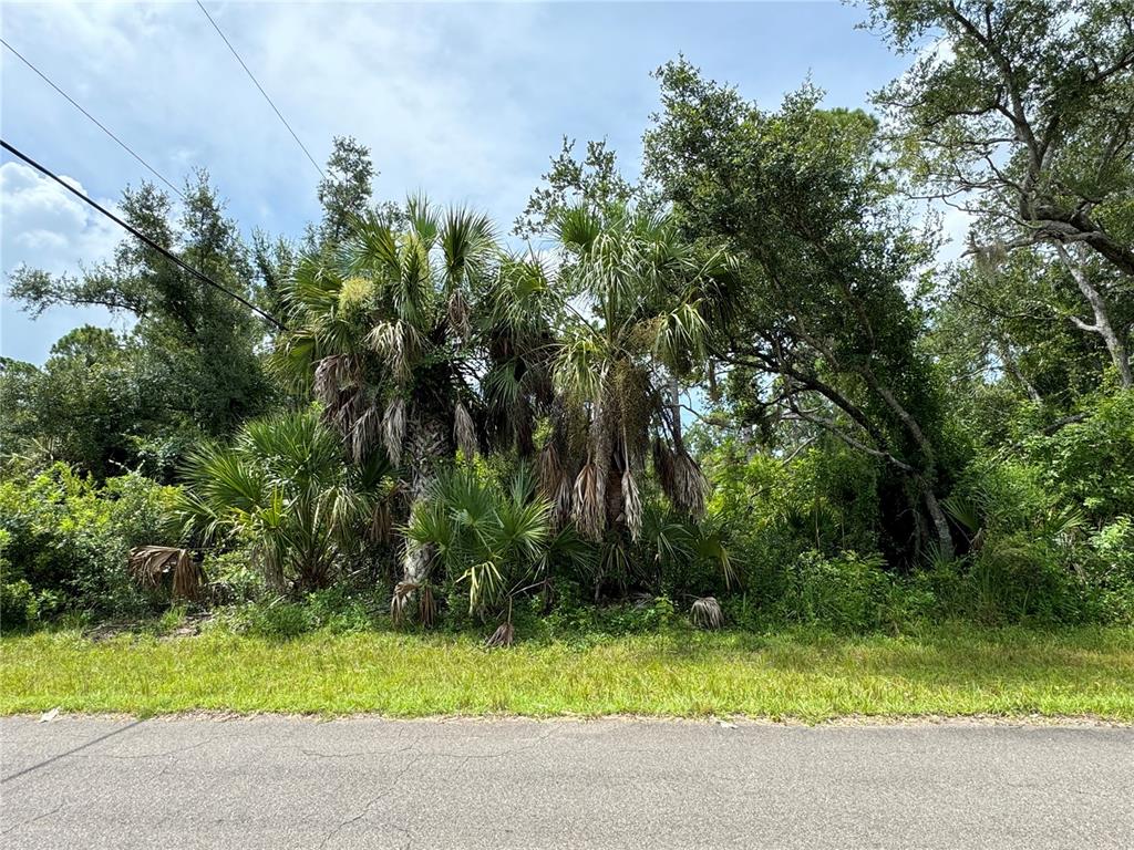 a backyard of a house with plants and large trees