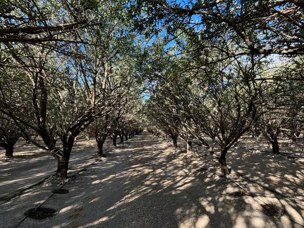 a view of tree