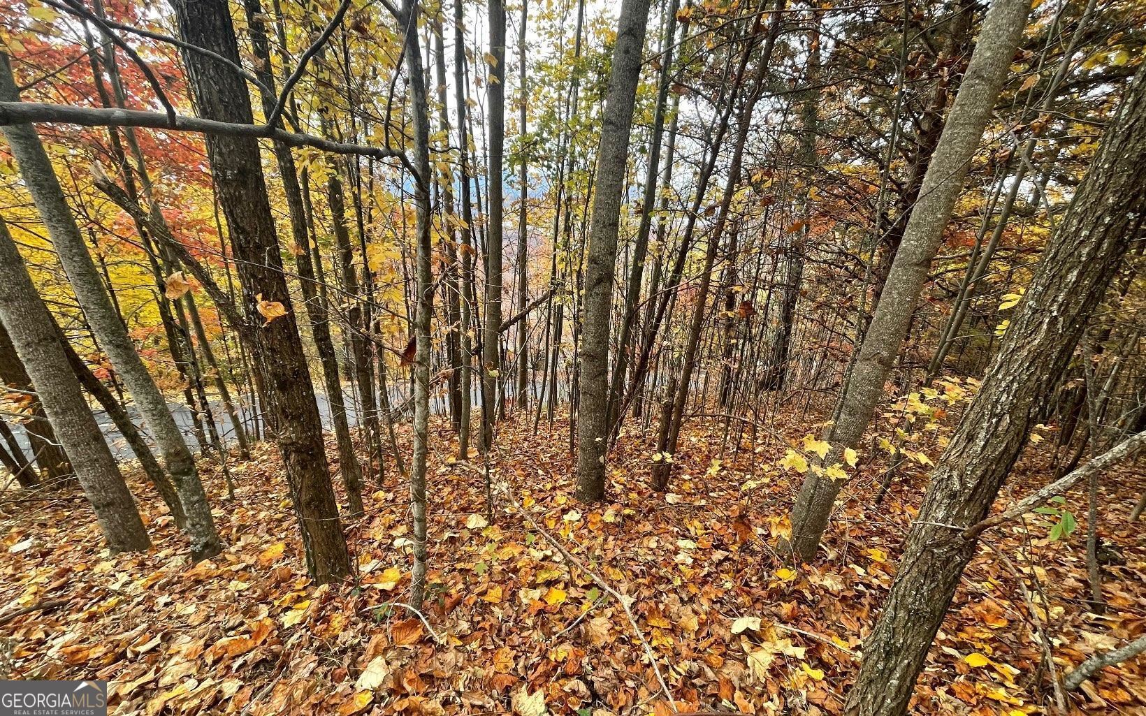 a view of covered with tall trees