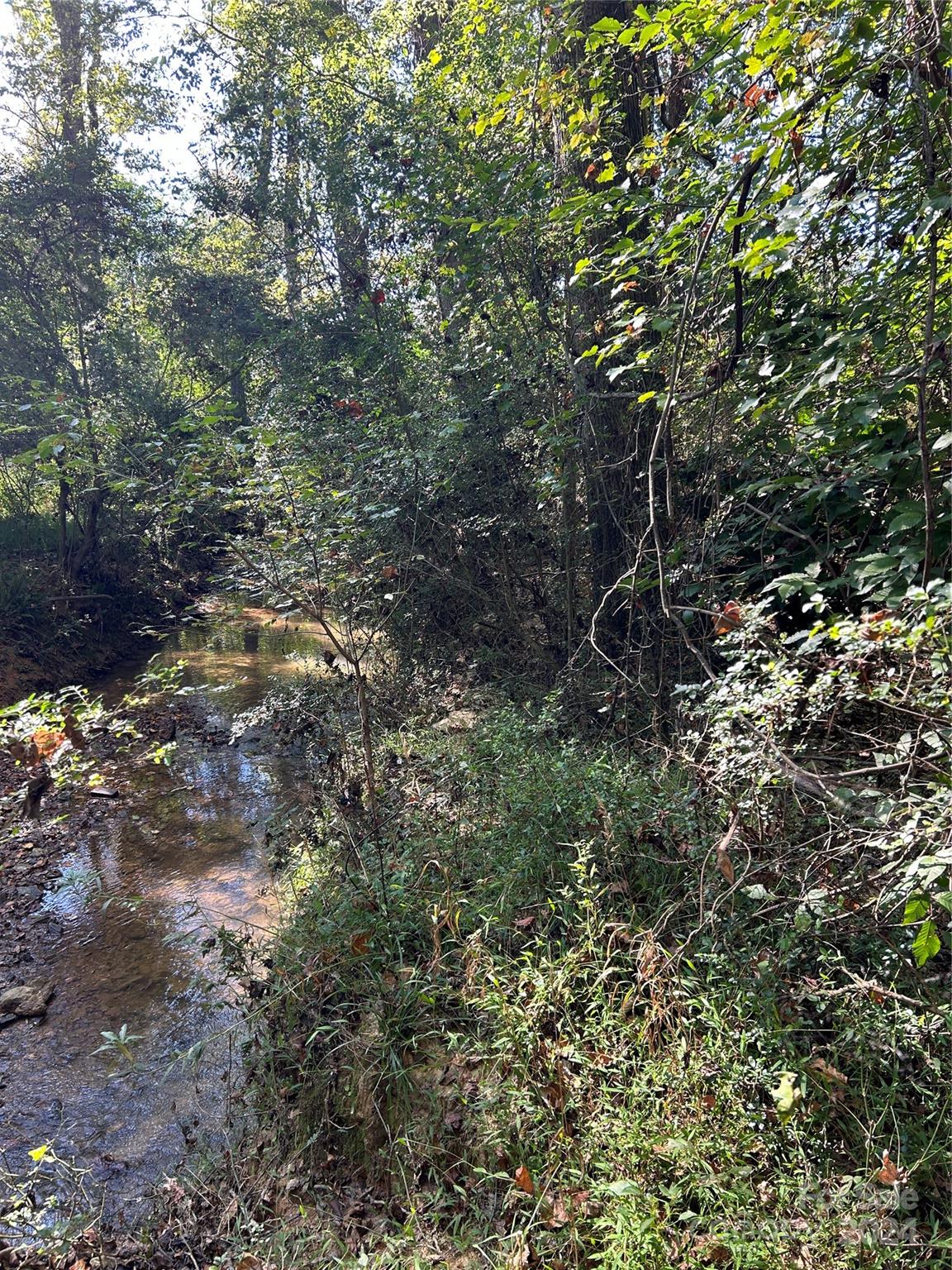 a view of a forest with a tree