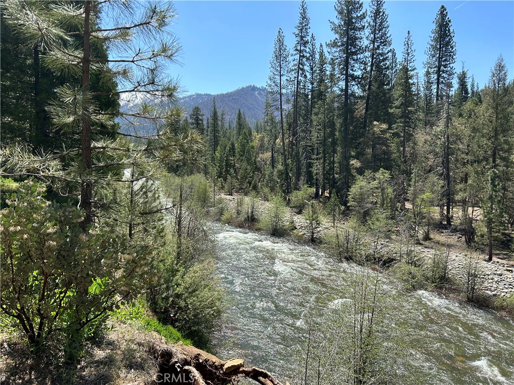 a view of a forest with trees