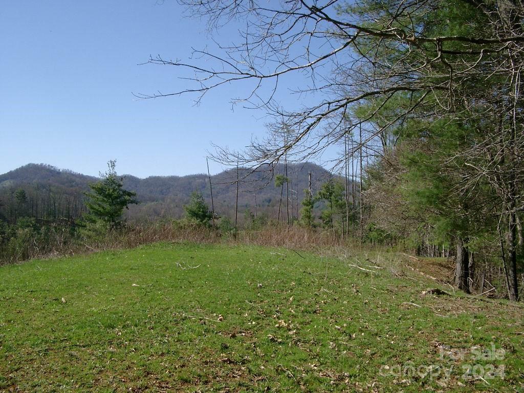 a view of a field with a tree in the background