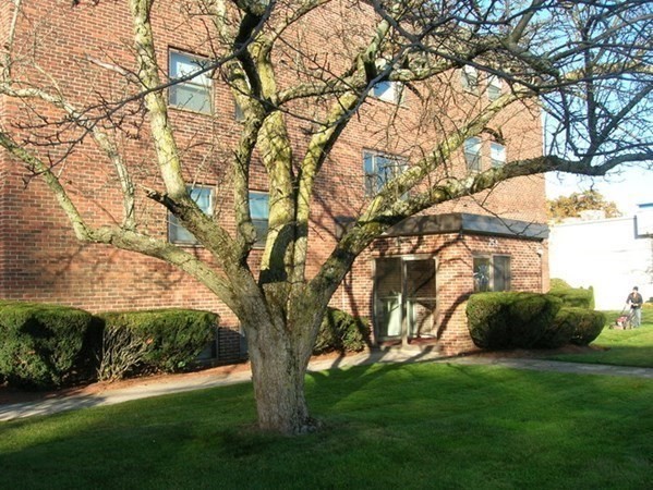 a view of a yard with a tree