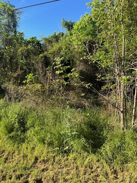 a view of a green field